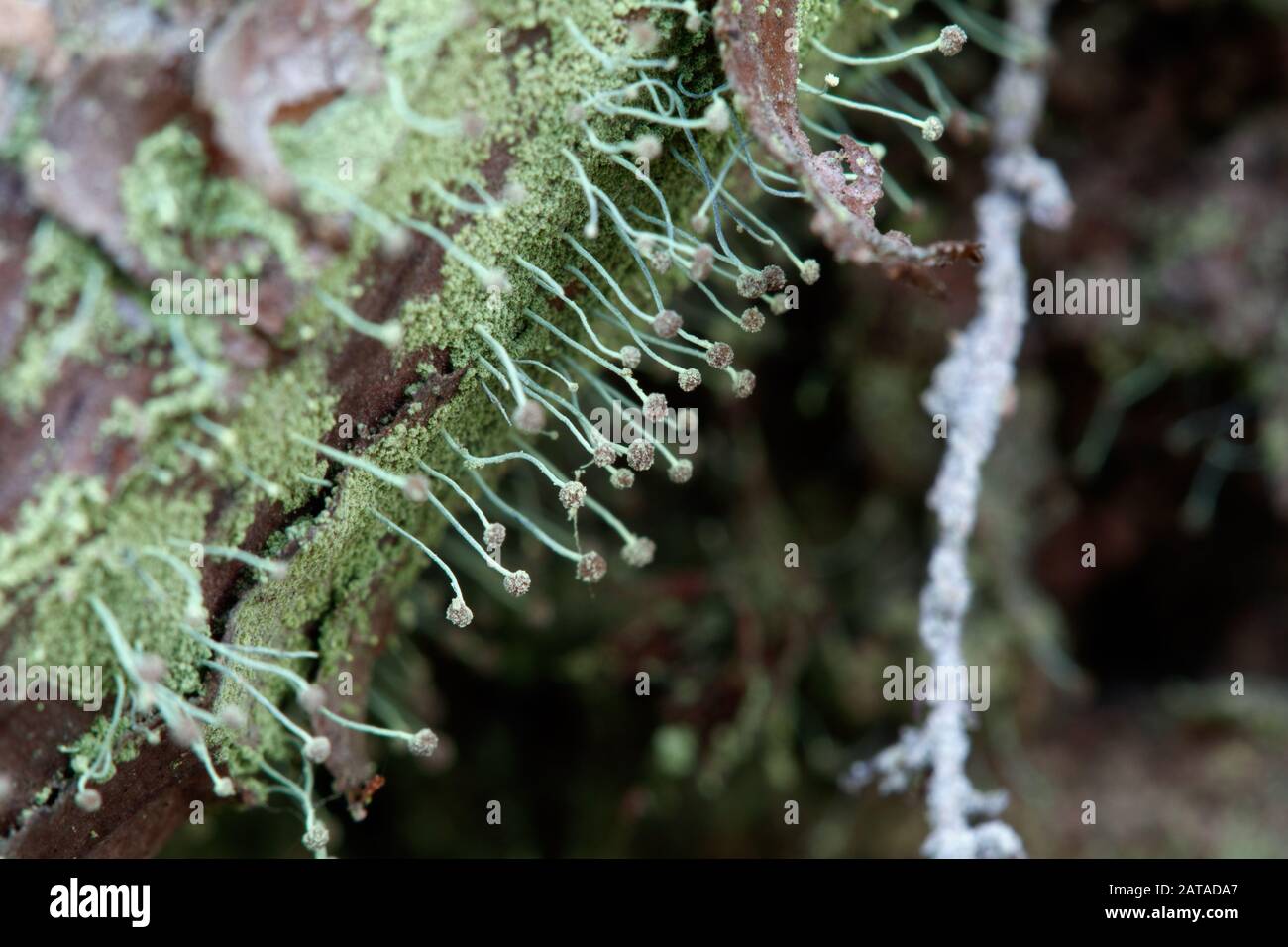 Chaenotheca furfuracea Schwefel Stoppellicht Stockfoto