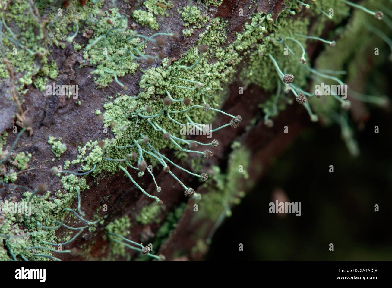 Chaenotheca furfuracea Schwefel Stoppellicht Stockfoto