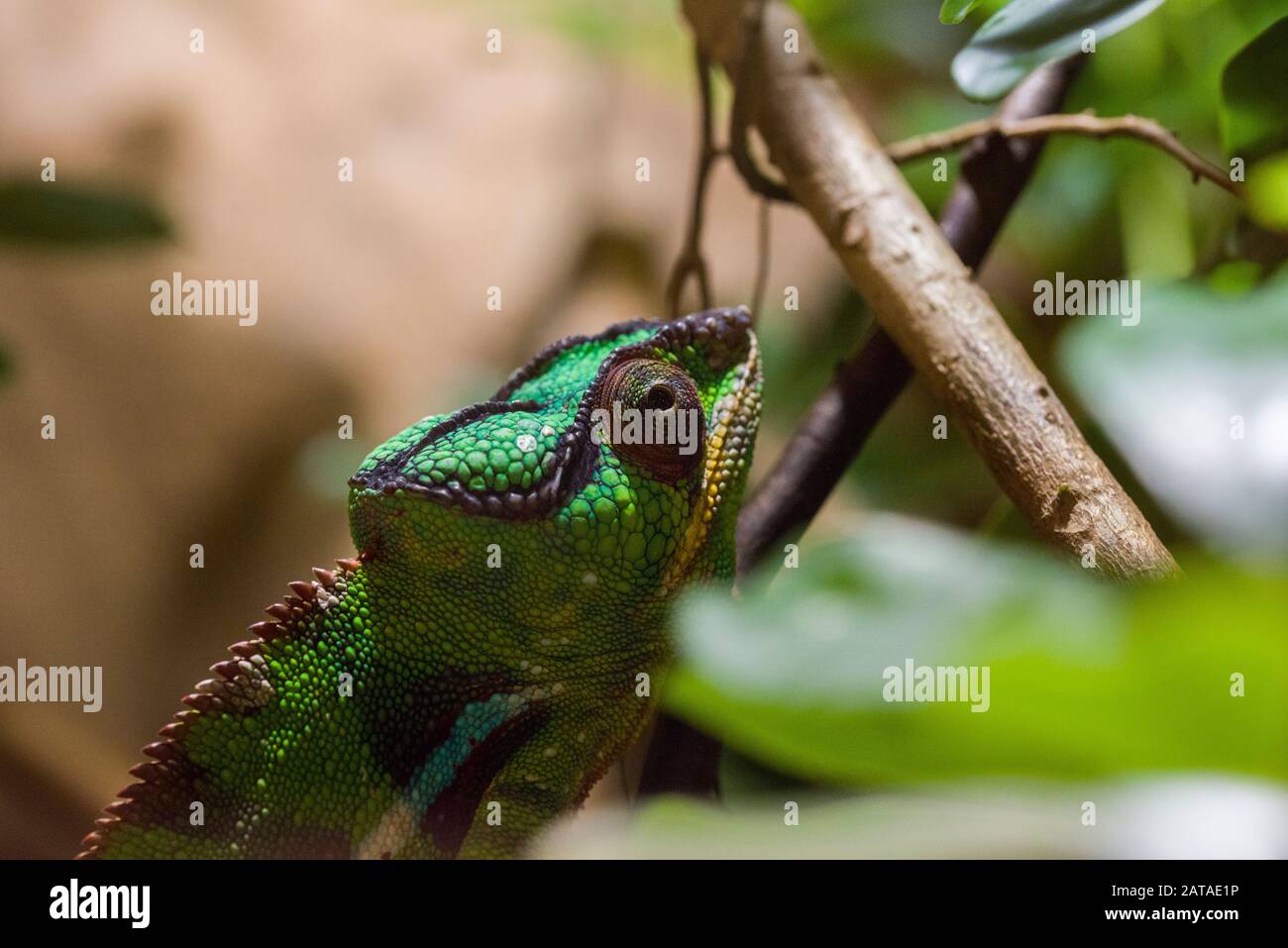 Chamäleon, Strahlend Lebendiges Exotisches Klima, Chamäleon Auf Der Ast Stockfoto