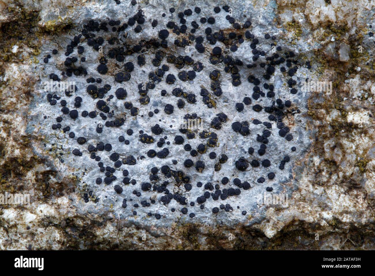 Lecidella lichens auf klügsten Felsen in der Mittelslowakische Republik, Europa Stockfoto