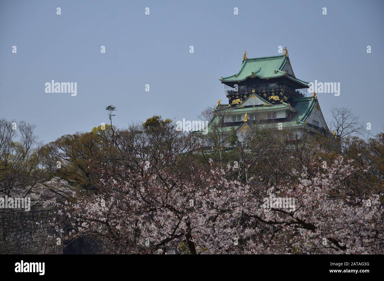 Blick auf die Burg Osaka, umgeben von blühenden Kirschbäumen Stockfoto