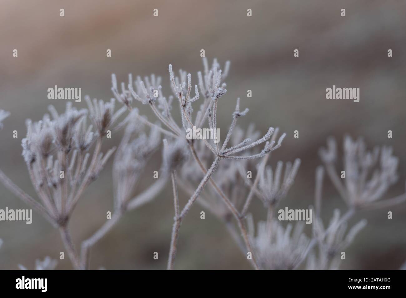 Nahaufnahme einer gefrorenen Pflanze am Wintermorgen mit Tau bedeckt Stockfoto