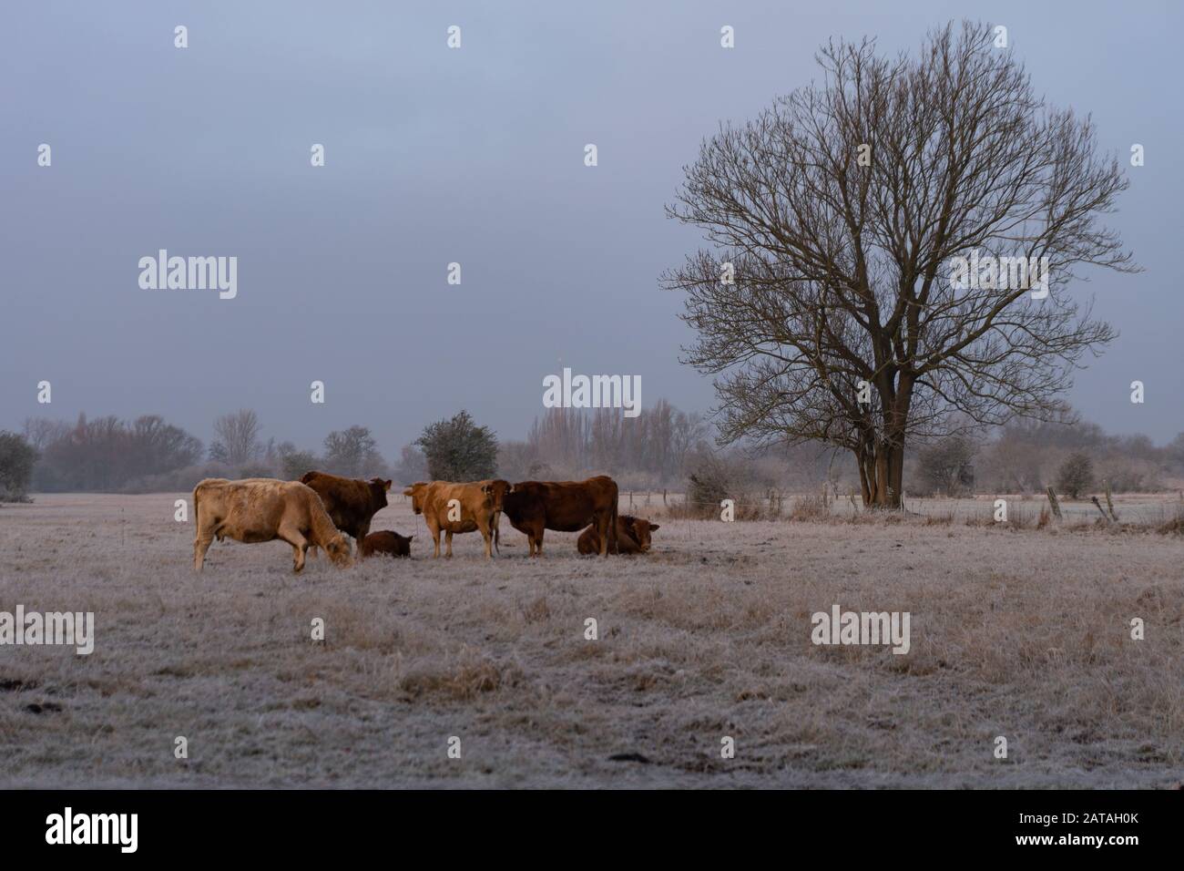 Kühe, die am Wintermorgen auf einem breiten Feld stehen Stockfoto