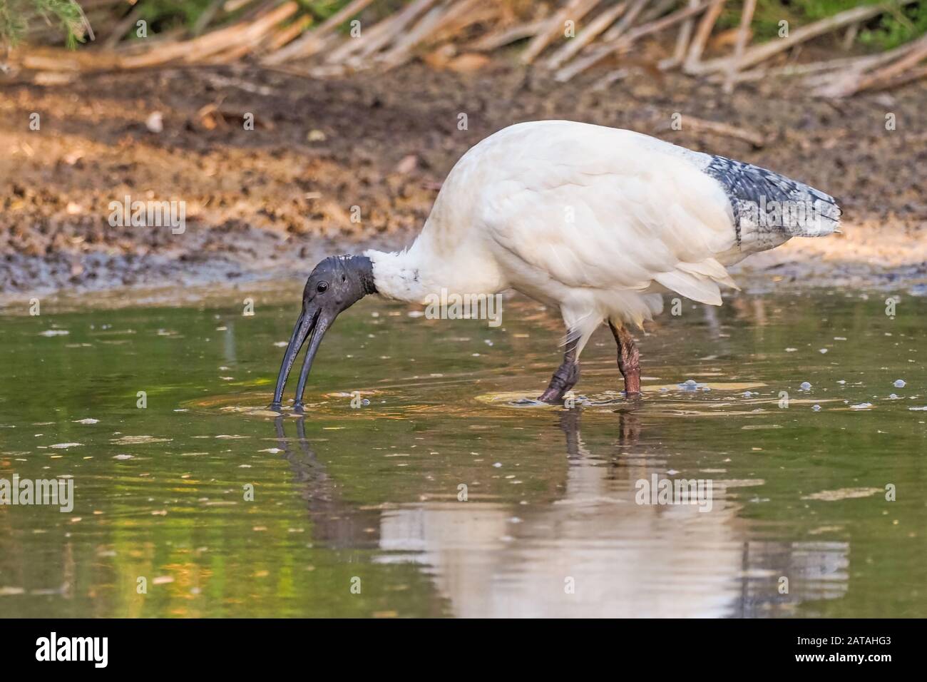 Der Australische Weiße Ibis (Threskiornis moluccus) ist ein Watvogel der Ibis-Familie Threskiornithidicidas. Sie ist in vielen Teilen Australiens weit verbreitet. Stockfoto