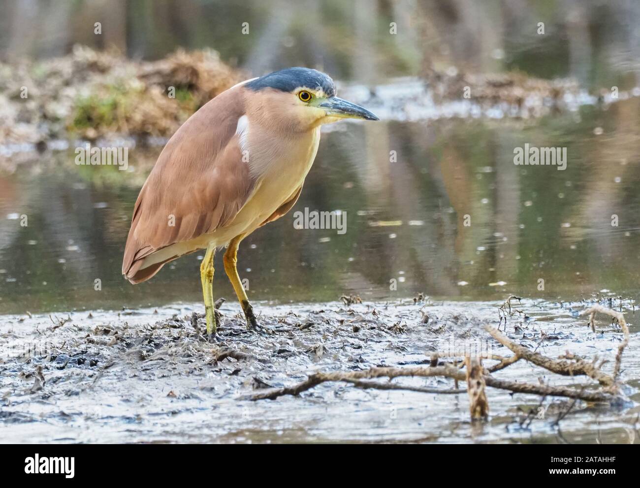 Der Nankeen Night Heron (Nycticorax caledonicus) oder Rufous Night Heron, ist ein mittelgroßer Reiher. Stockfoto