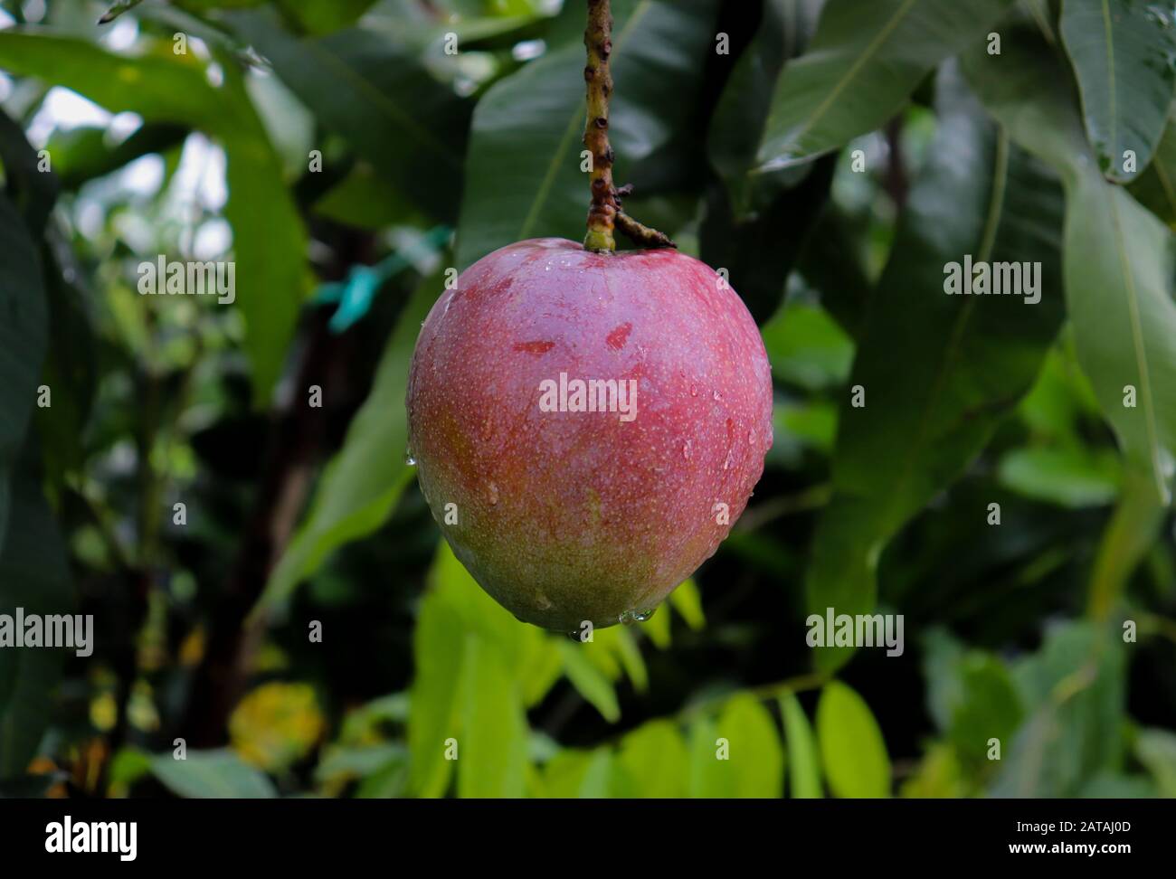 Rote Mango-Frucht auf Mango Tree. Schöner Roter Mango Stockfoto