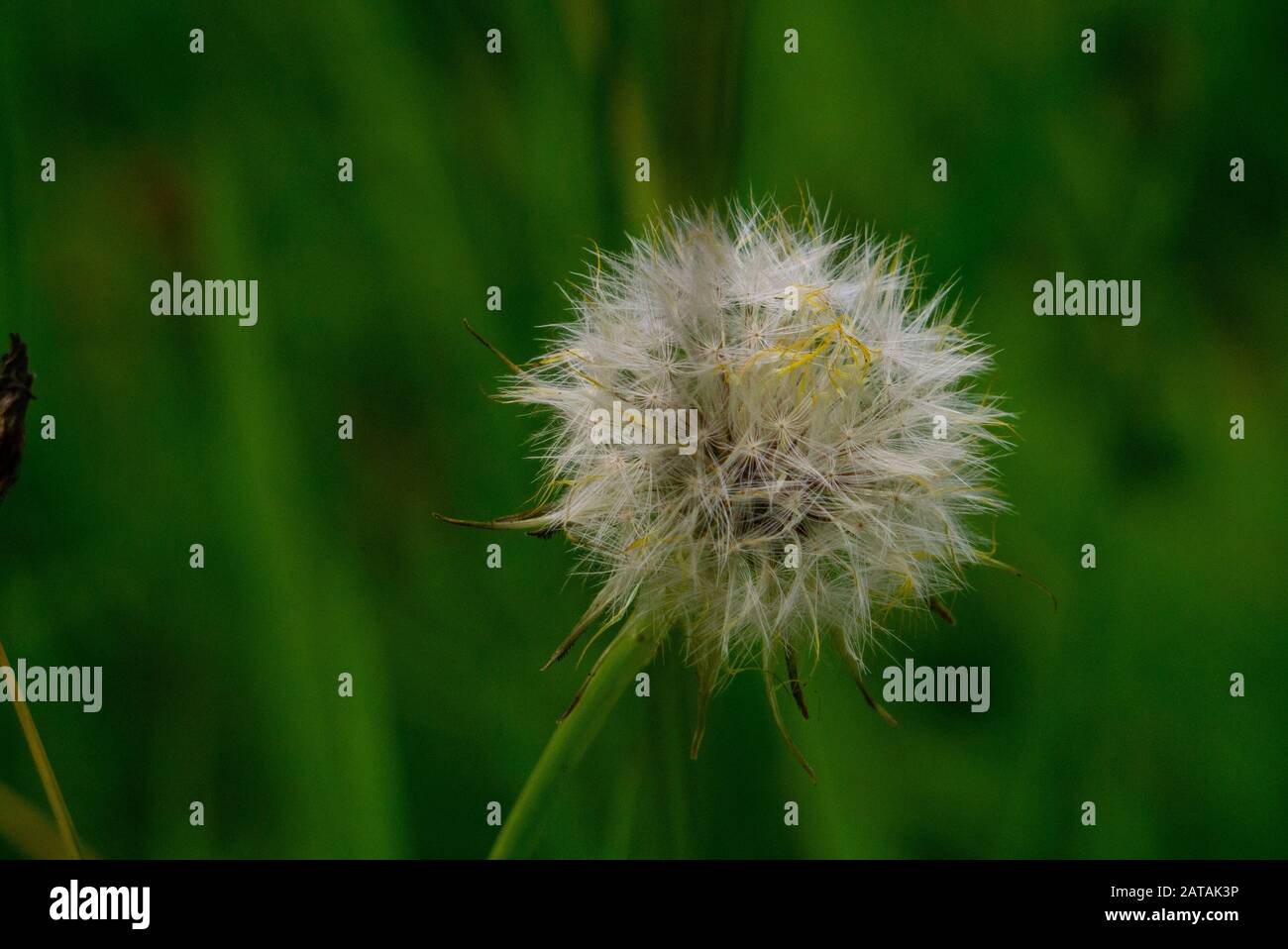 Löwenzahn ( Taraxacum officinale ) Stockfoto