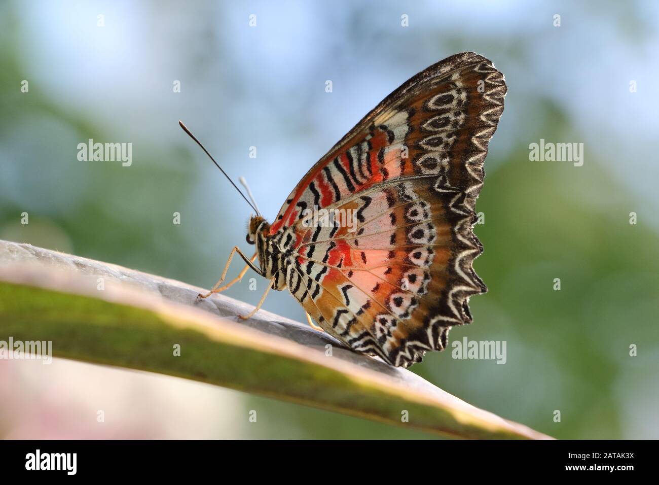 Nahaufnahme des roten Lacewing-Schmetterlings, der auf dem Blatt sitzt Stockfoto