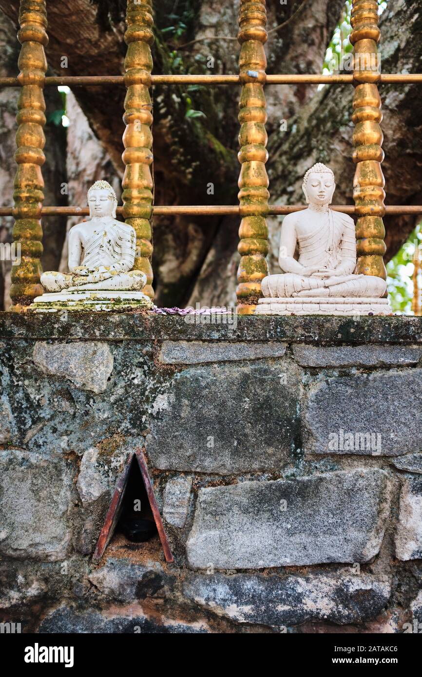Buddha-Statuen in einem buddhistischen Tempel in Sri Lanka Stockfoto