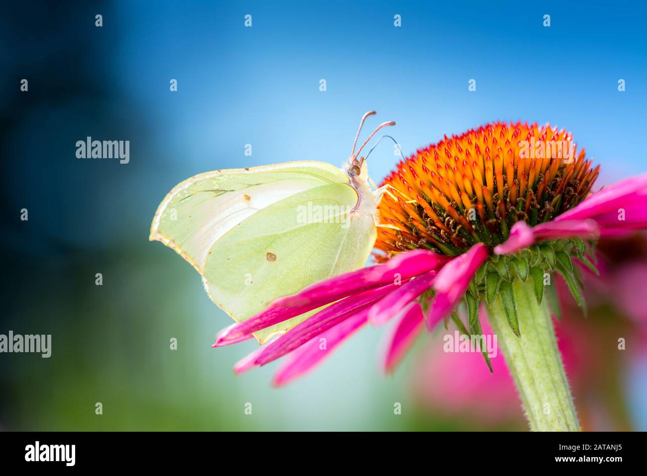 Häufiger Brimstone-Schmetterling - Gonepteryx rhamni ruht auf Echinacea purpurea - Purpur-Kegel-Blume Stockfoto