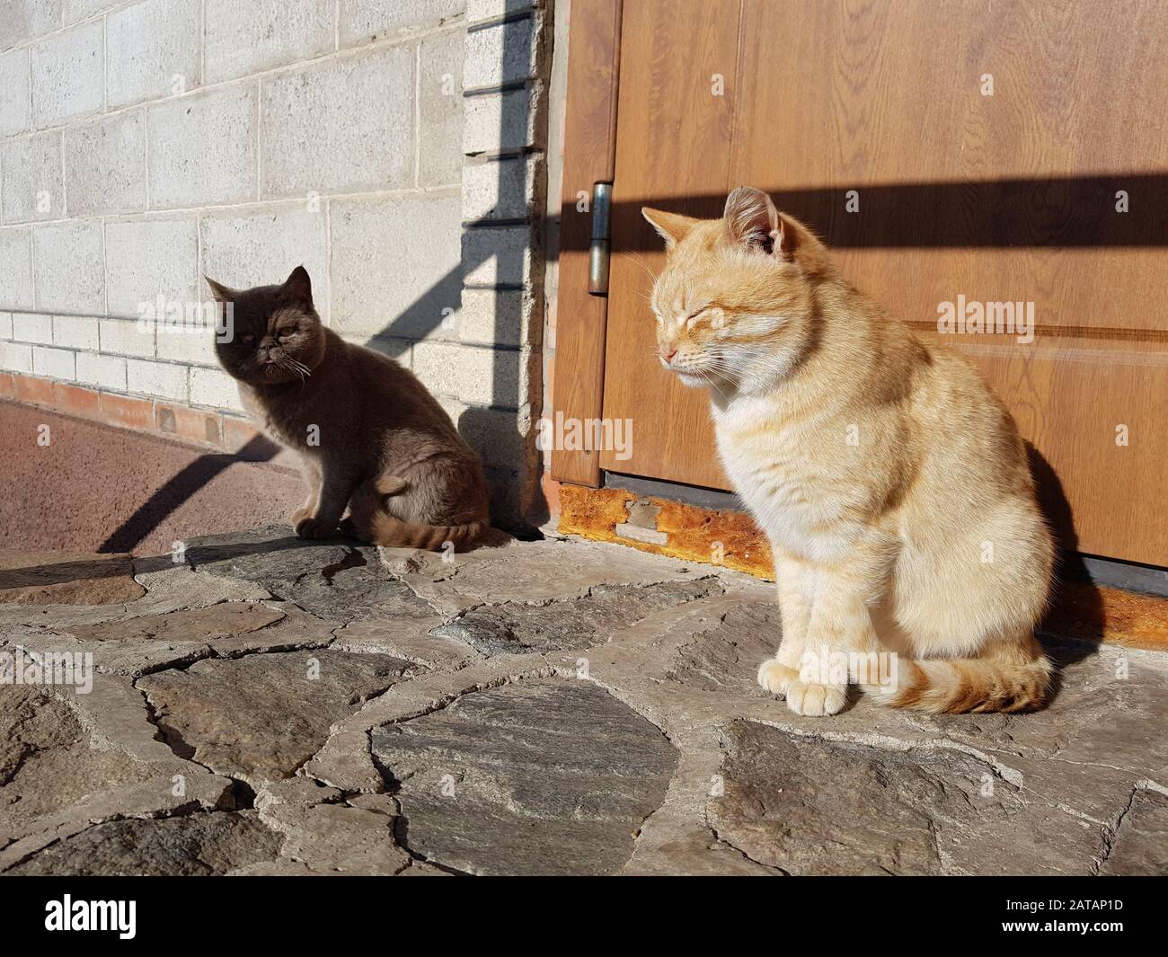 Zwei Katzen - rothaarige und britische, die an einem sonnigen Tag vor der Haustür sitzen. Stockfoto