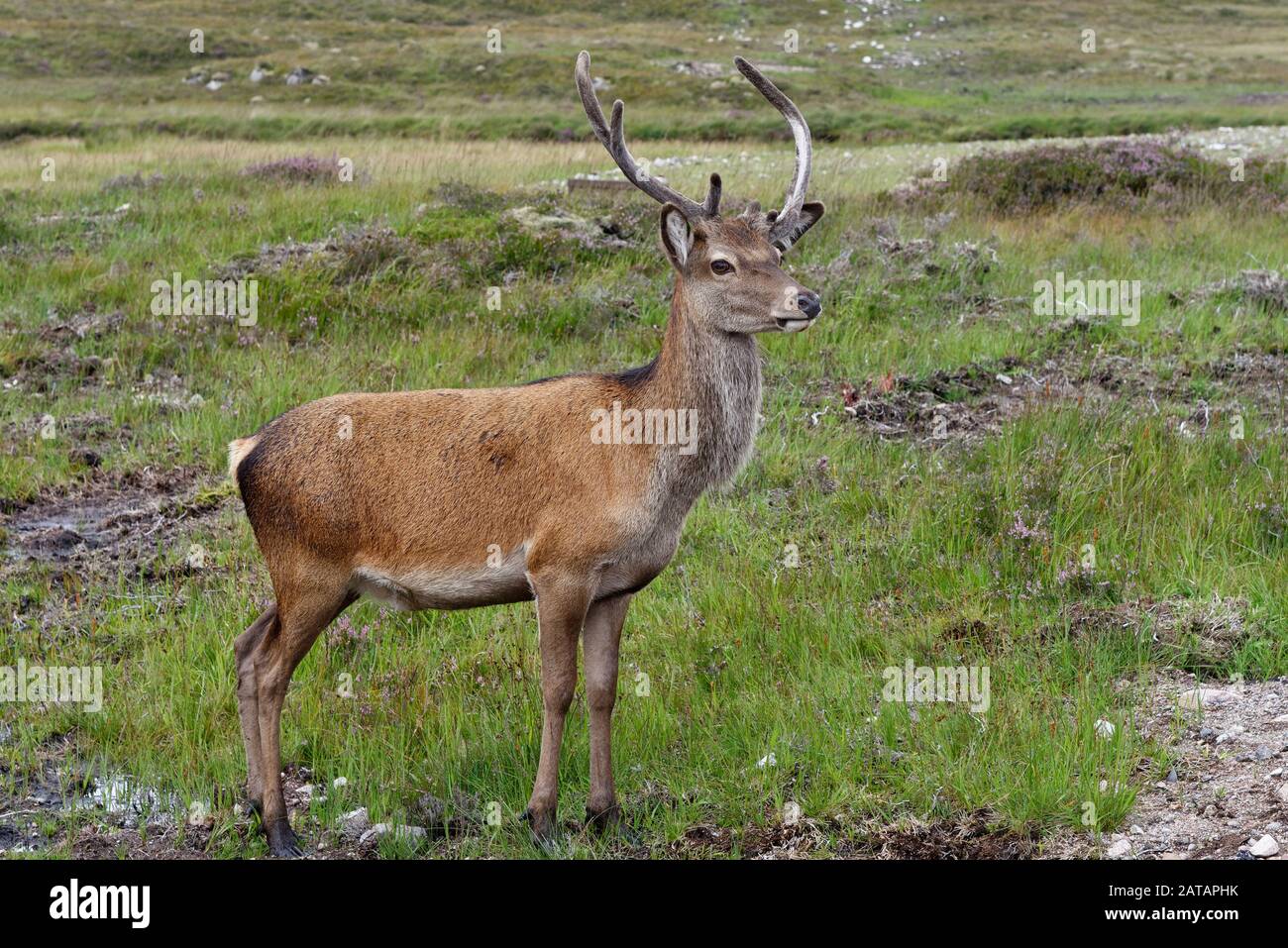 Red Deer - Cervus elaphus Stag in samt, Rannoch Moor, Highland, Schottland Stockfoto