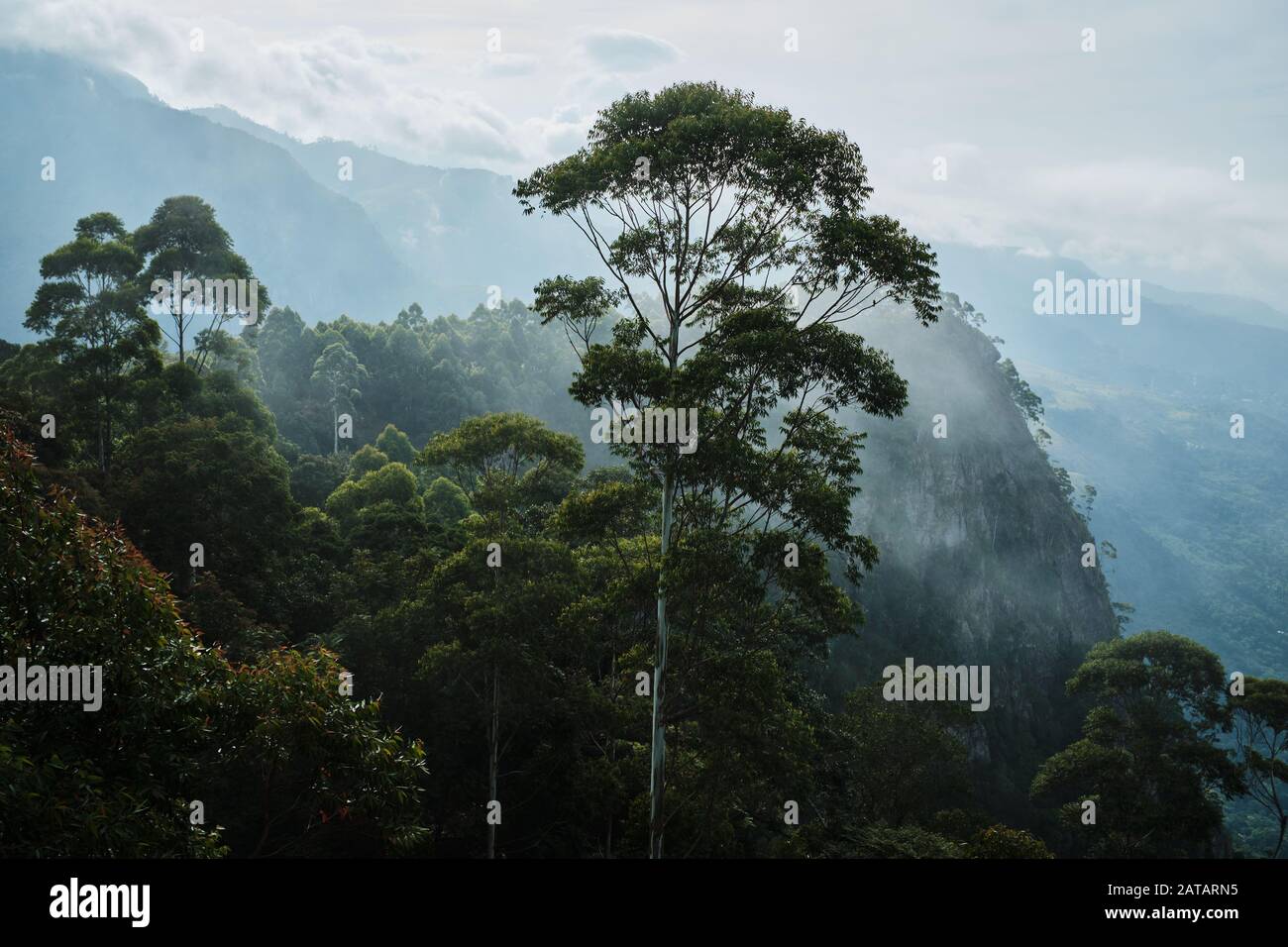 Liptons Sitzteeplantage in der Nähe von Haputale, Sri Lanka Stockfoto