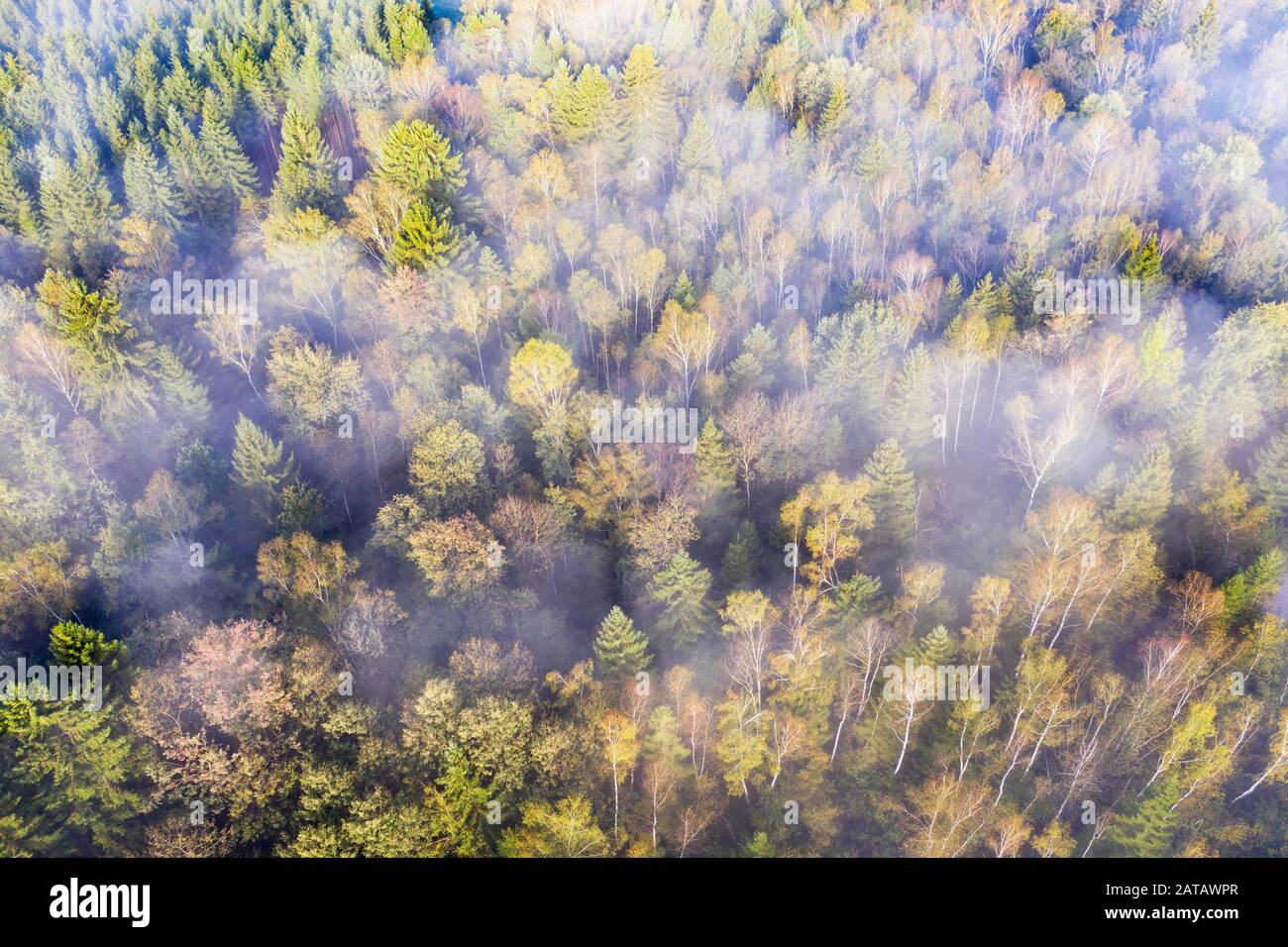 Dunstschwaden über herbstlichen Mischwald mit Birken und Fichten, bei Geretsried, Drohnenschuss, Oberbayern, Bayern, Deutschland Stockfoto