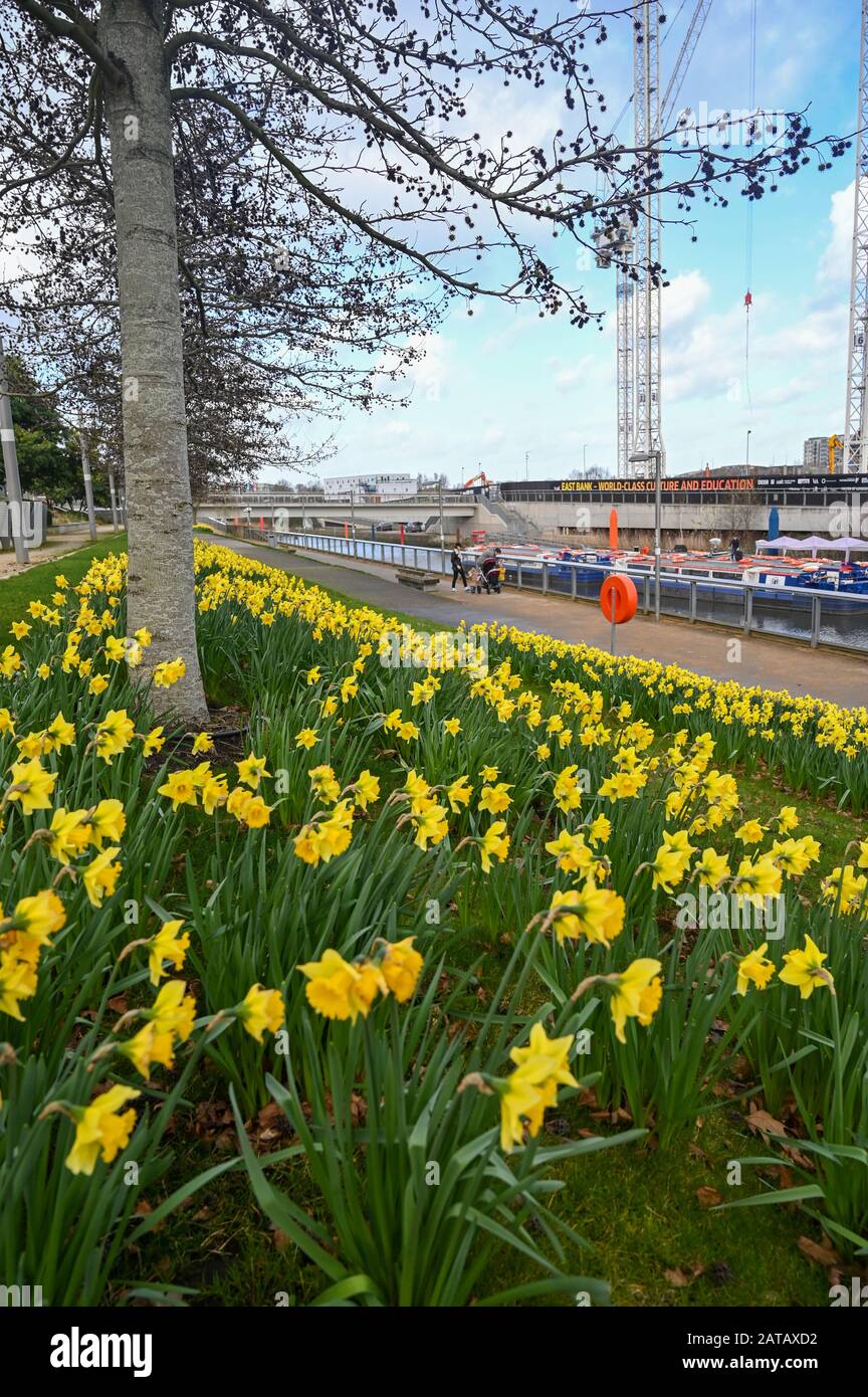 London Großbritannien 1. Februar 2020 - Einige früh aufblühende Narzissen an einem hellen, aber blutrigen Tag in Stratford in der Nähe des Londoner Stadions: Credit Simon Dack / Alamy Live News Stockfoto