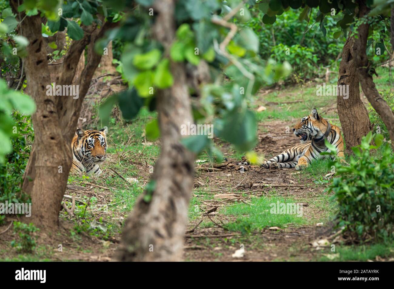 Zwei funkelige Tiger oder ein Paarungspaar in wunderschönen grünen Bäumen und Hintergrund im Sariska National Park oder Tiger Reserve, alwar, rajasthan, indien Stockfoto