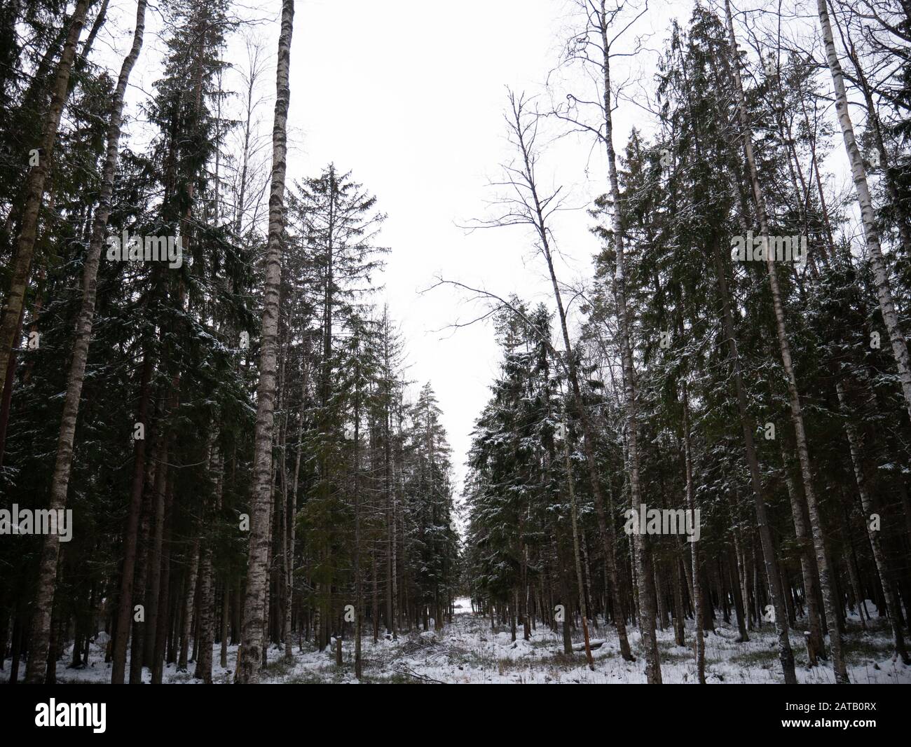 Natürliche Wald von Fichte und Laubwald. Stockfoto