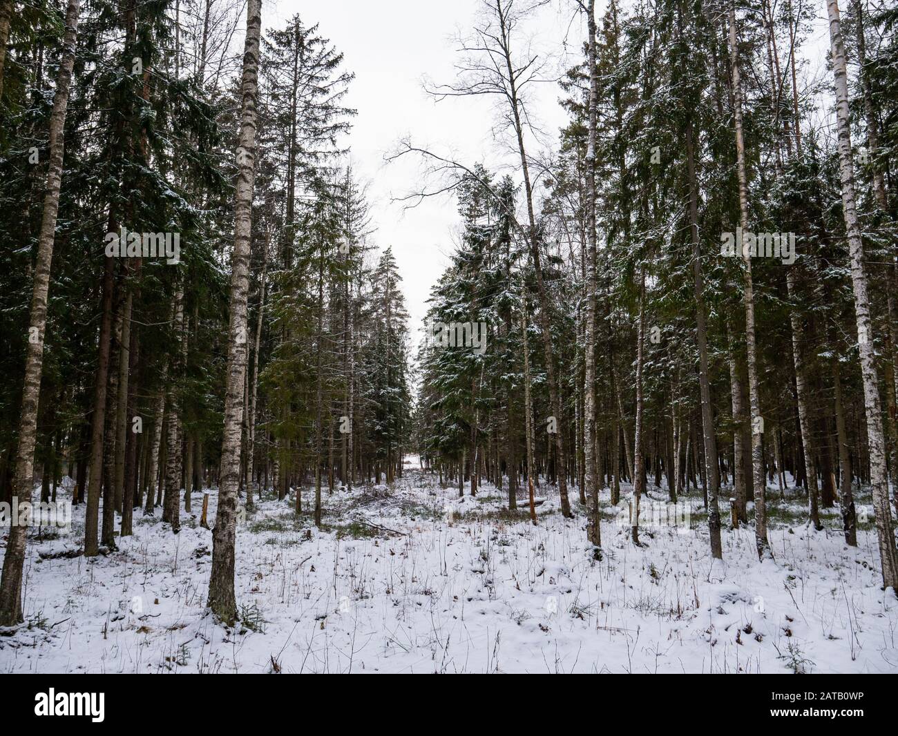 Natürliche Wald von Fichte und Laubwald. Stockfoto