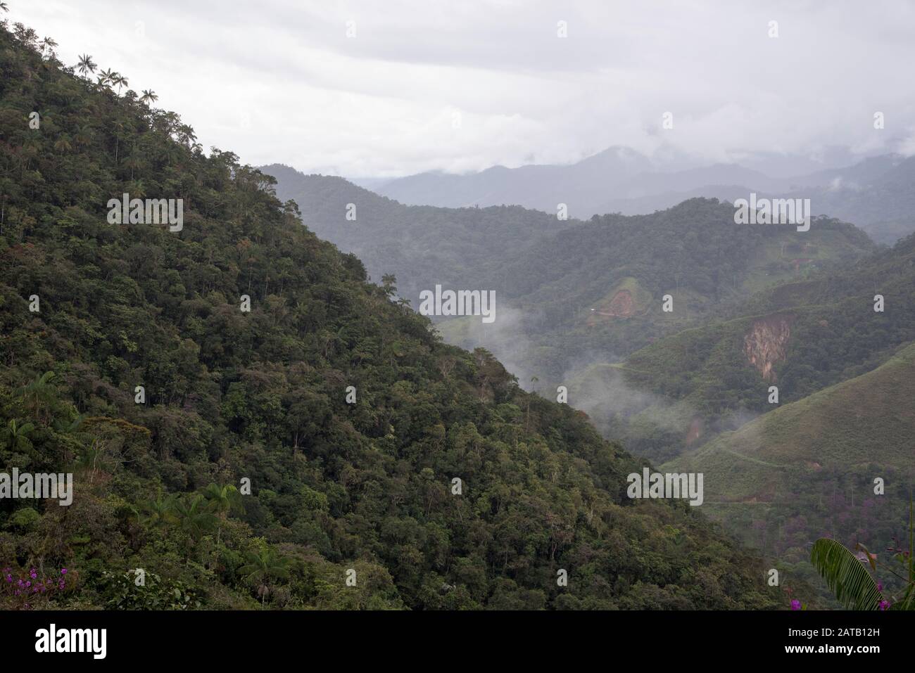 Urwald im Bombuscaro-Gebiet im tropischen Podocarpus-Nationalpark in den Anden auf 1000 Meter Höhe über dem Meeresspiegel mit Landnutzung in der Nähe. Stockfoto