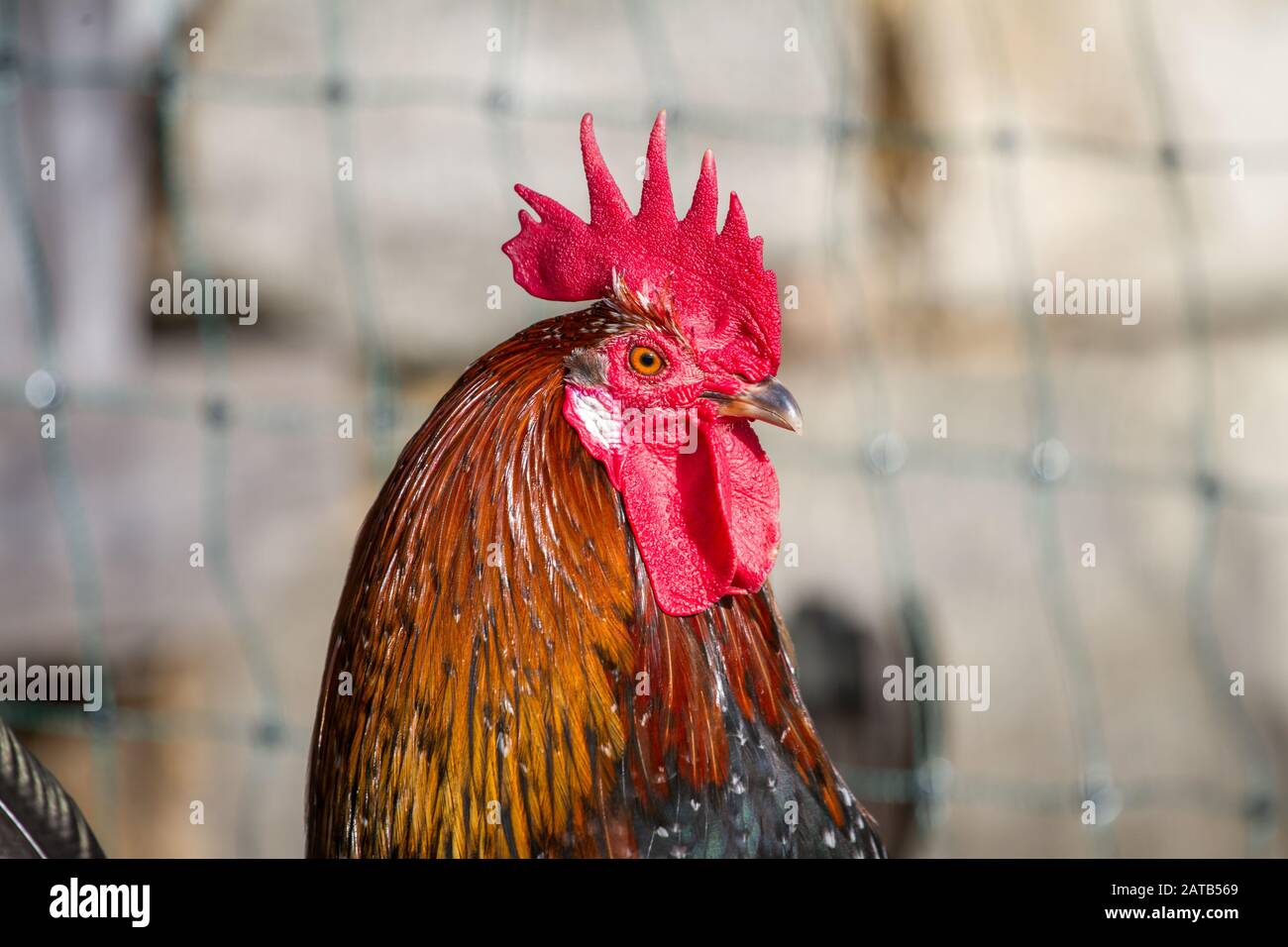 Proveis-Ultentaler Huhn Hahn, einer vom Aussterben bedrohten Rasse Huhn aus Südtirol Stockfoto