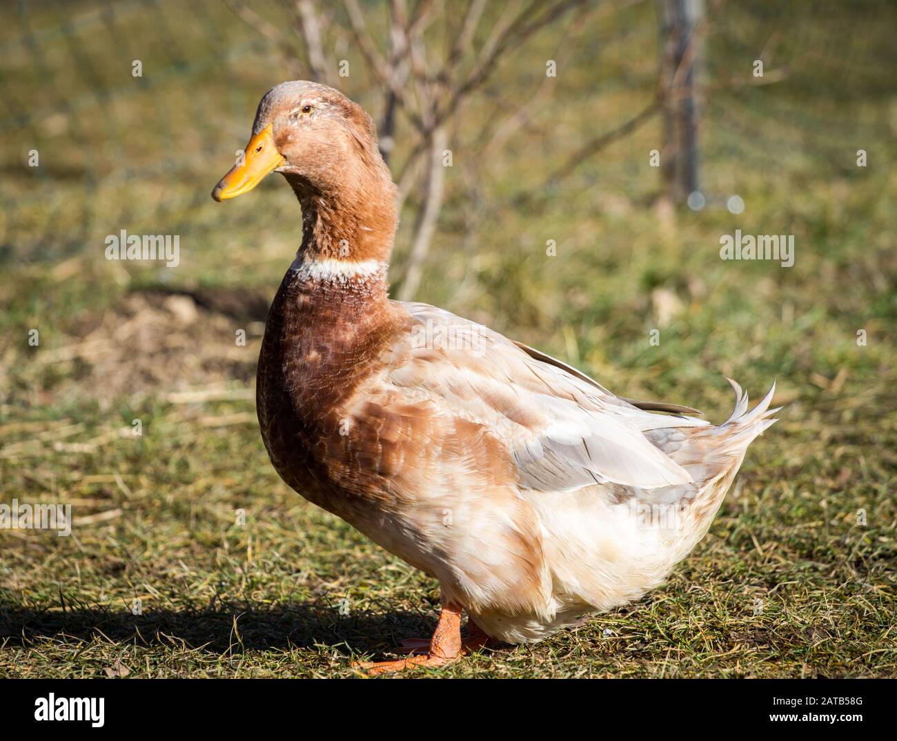 Die Sachsenente (sachsen Duck), eine stark gefährdete Entenzüchtung aus Sachsen, Deutschland Stockfoto