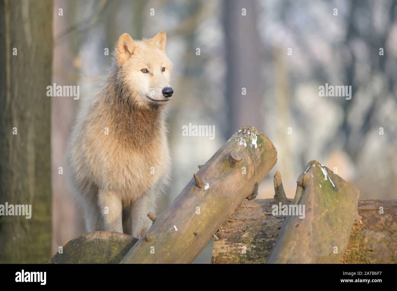 Arctic Wolf portrait Stockfoto