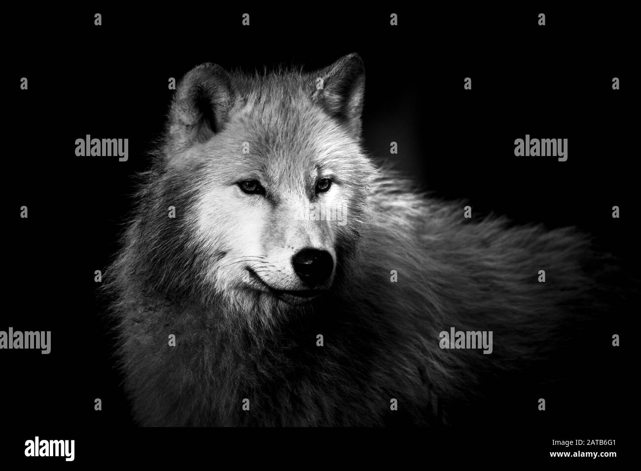 Arctic Wolf portrait Stockfoto