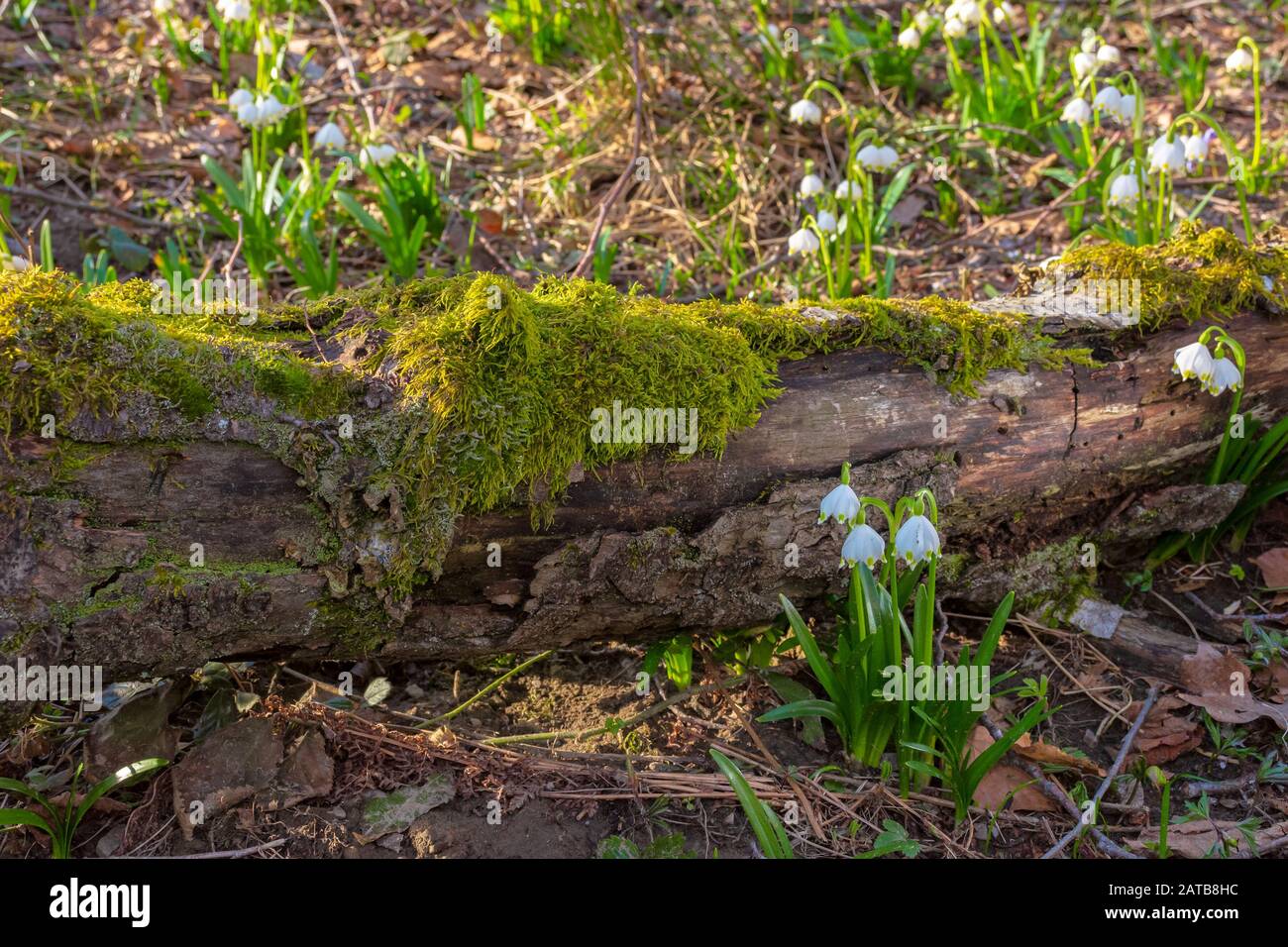 Schneeflocke Blüte im Wald. Frühling Landschaft mit den ersten Blumen. sonniges Wetter. Moos bedeckt gefallenen Baum im Hintergrund Stockfoto