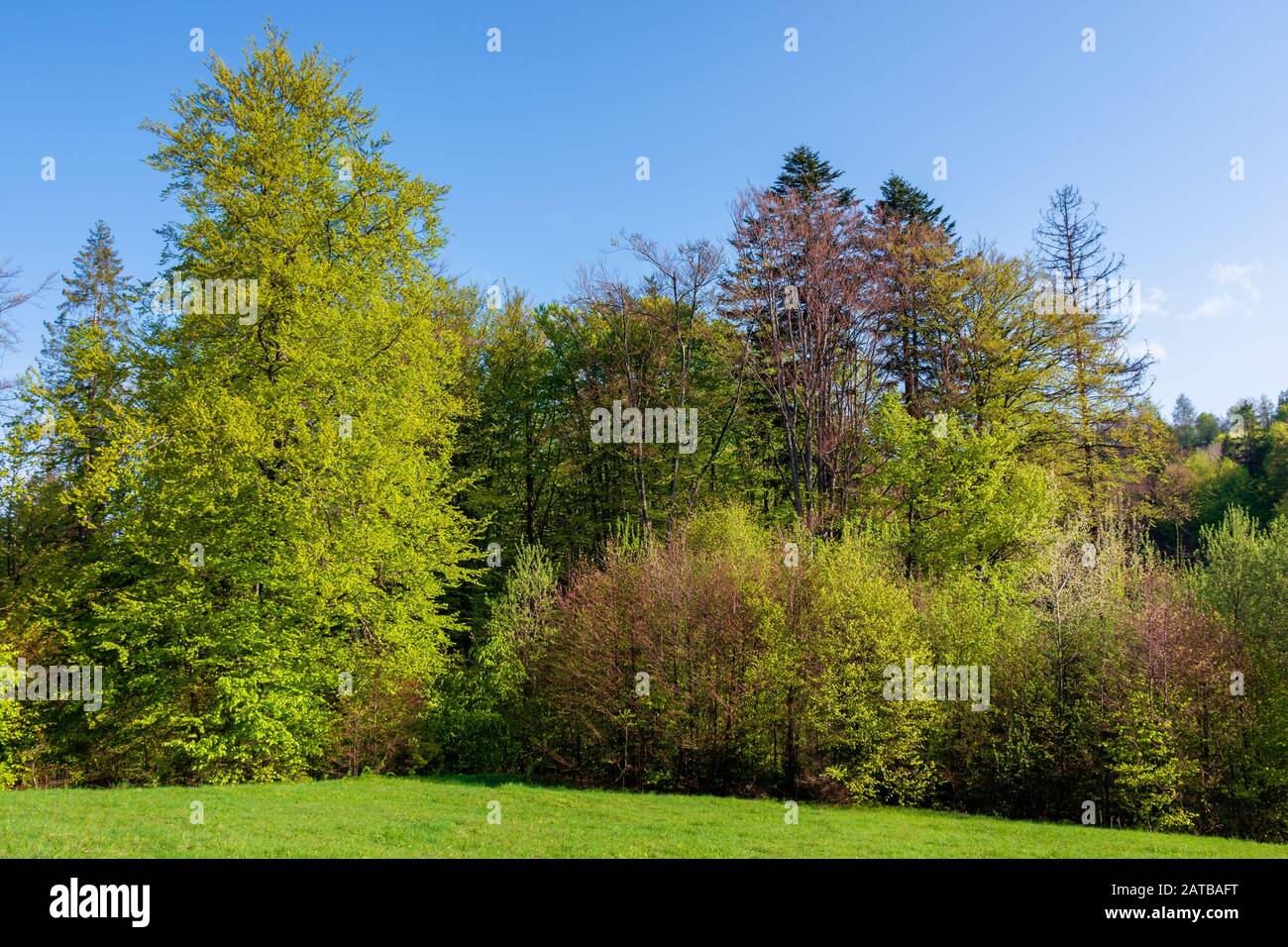 Wald auf dem Hügel im Frühjahr, schöne Naturlandschaft an einem sonnigen Tag, Wiese im frischen grünen Gras Stockfoto