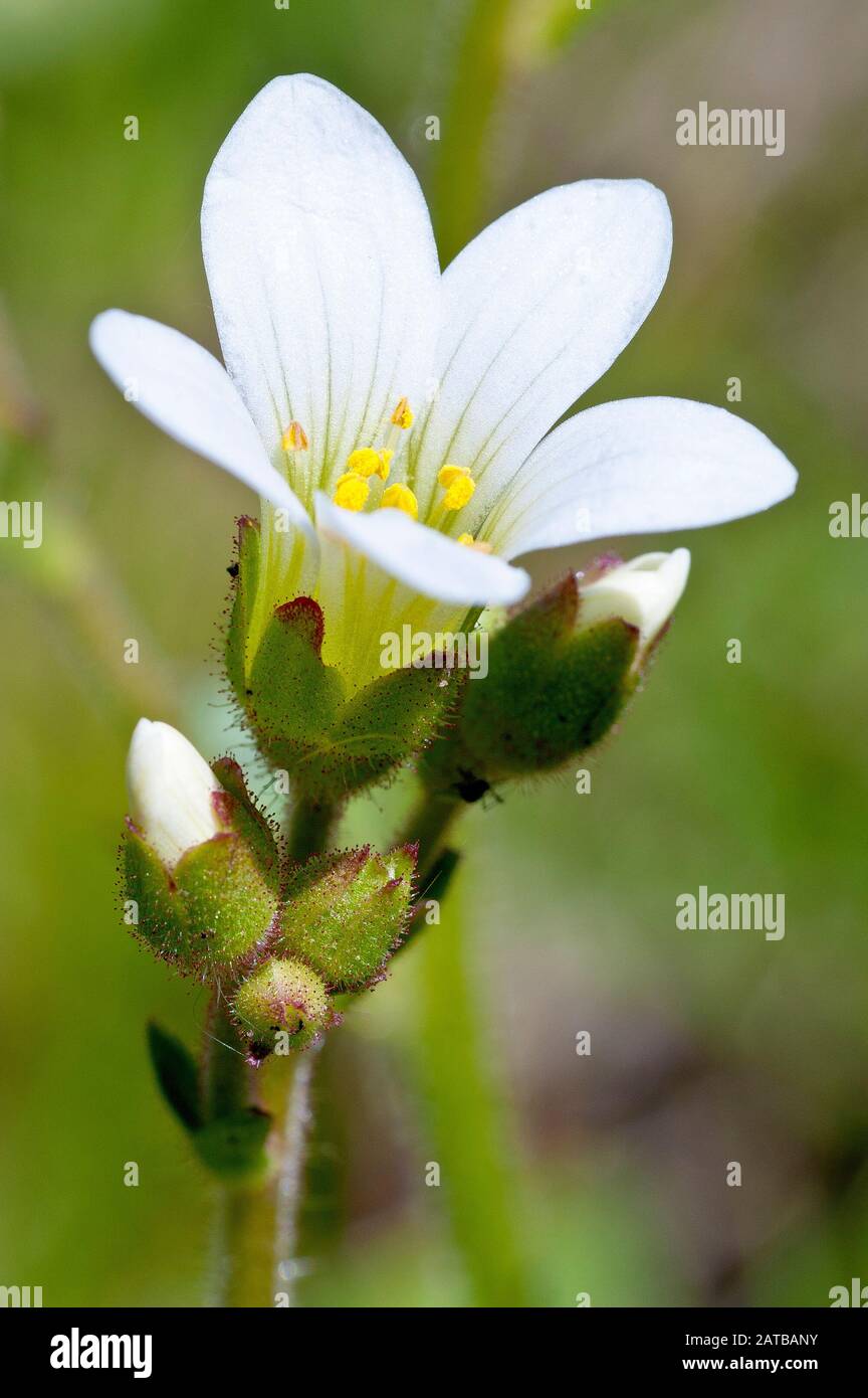 Wiesensaxifrage (saxifraga granulata), Nahaufnahme einer einzelnen blühenden Pflanze mit Knospen. Stockfoto