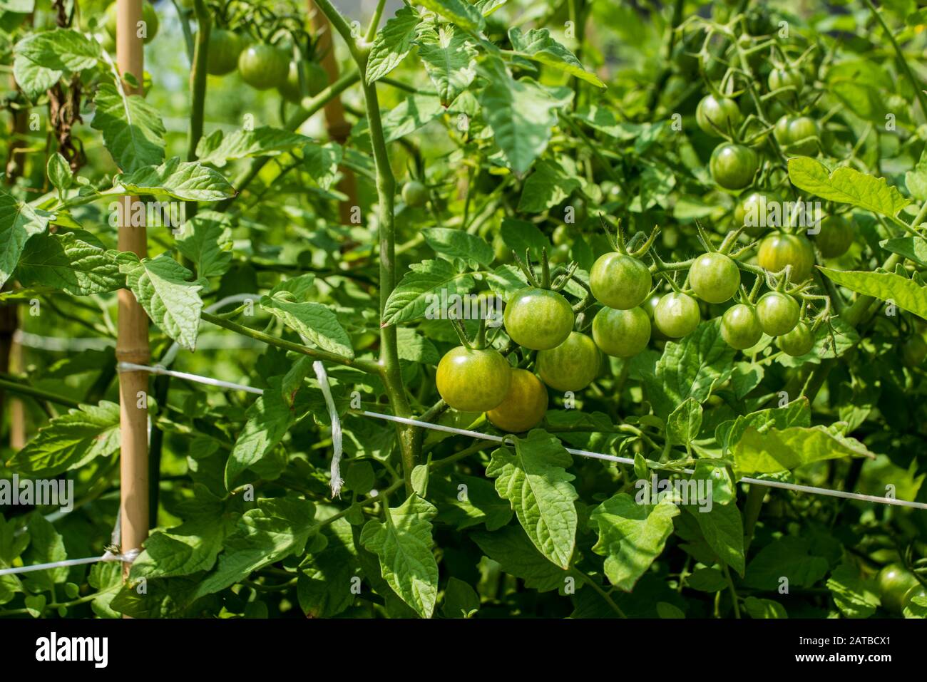 Kirschtomatenpflanzen auf dem städtischen Dachgarten Stockfoto