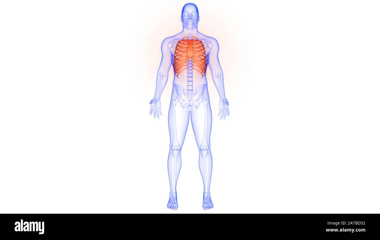 Menschliches Skelett-System Rippenkäfig Knochengelenke Anatomie 3D-Rendering Stockfoto