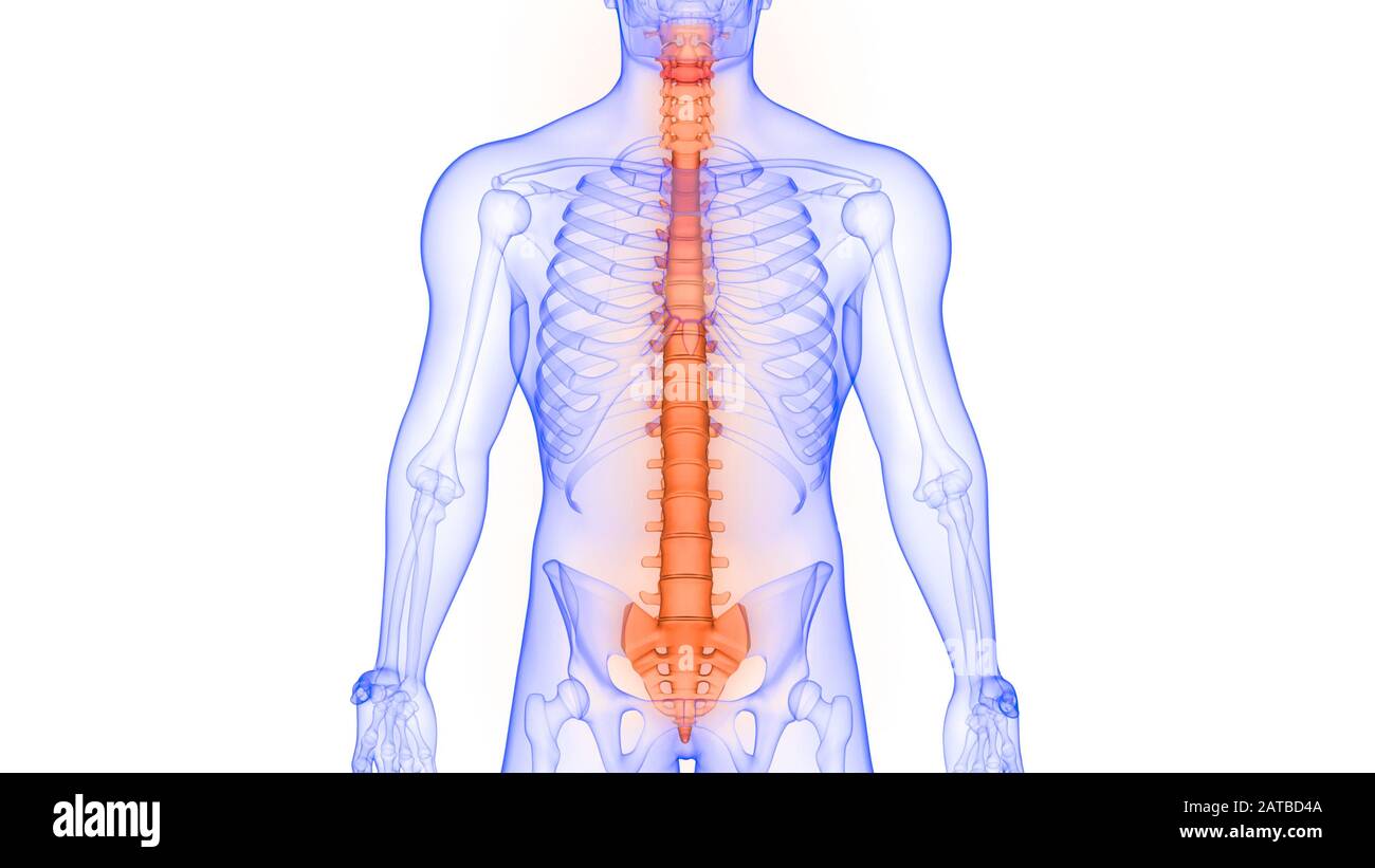 Die Wirbelsäule von menschlichen Skelett System Anatomie ...