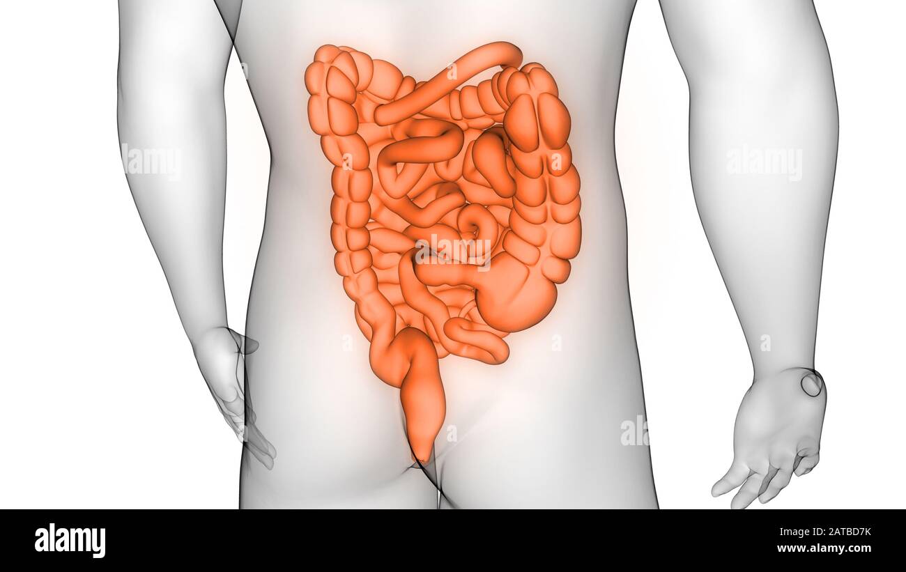 Die inneren Organe des Verdauungssystems Anatomie Stockfoto
