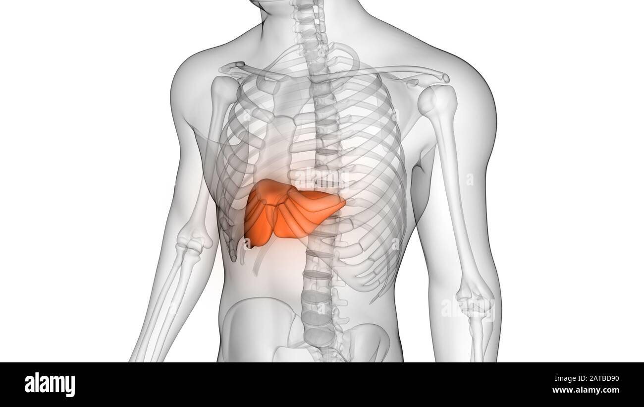 Leber ist ein Teil des menschlichen Körpers Anatomie der inneren Organe. 3D Stockfoto