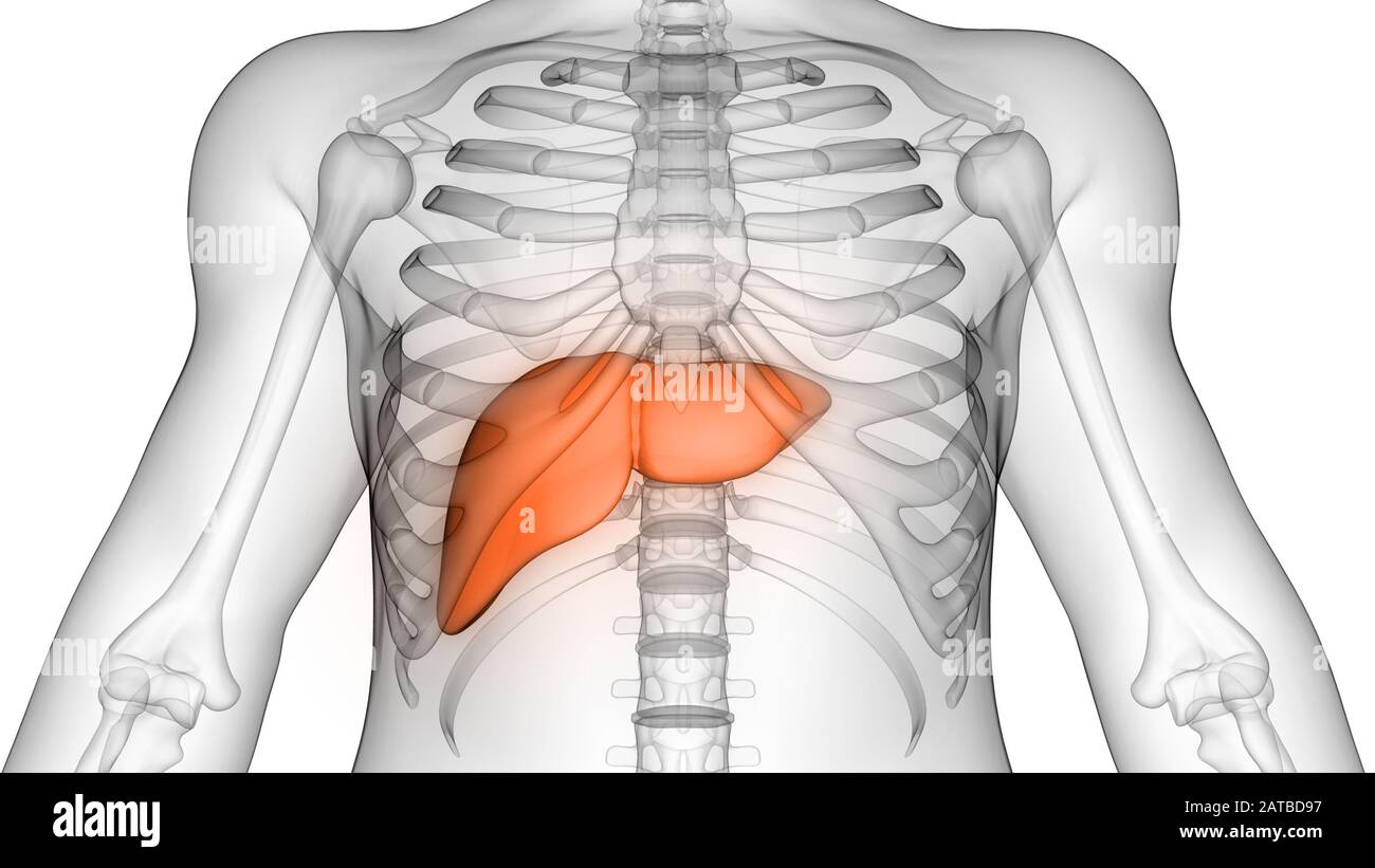 Leber ist ein Teil des menschlichen Körpers Anatomie der inneren Organe. 3D Stockfoto
