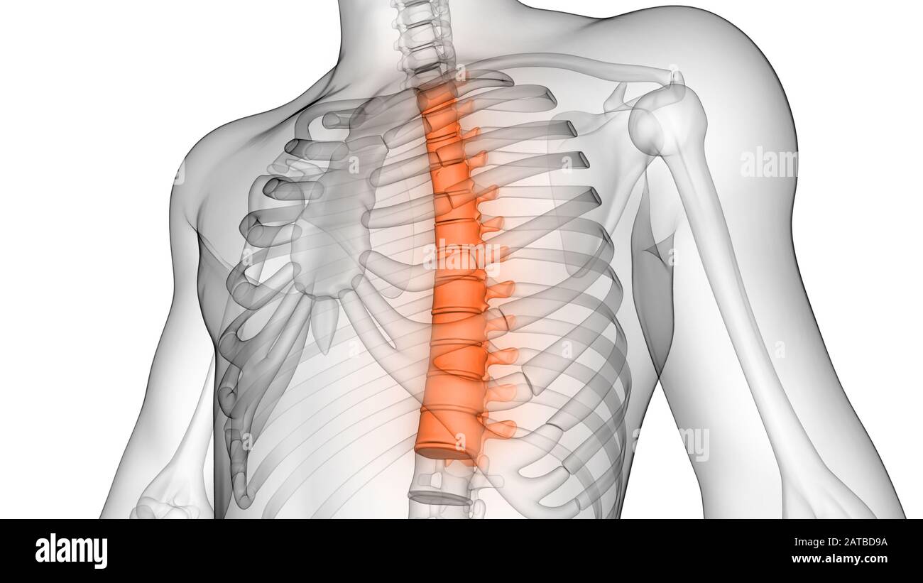 Die Wirbelsäule von menschlichen Skelett System Anatomie ...