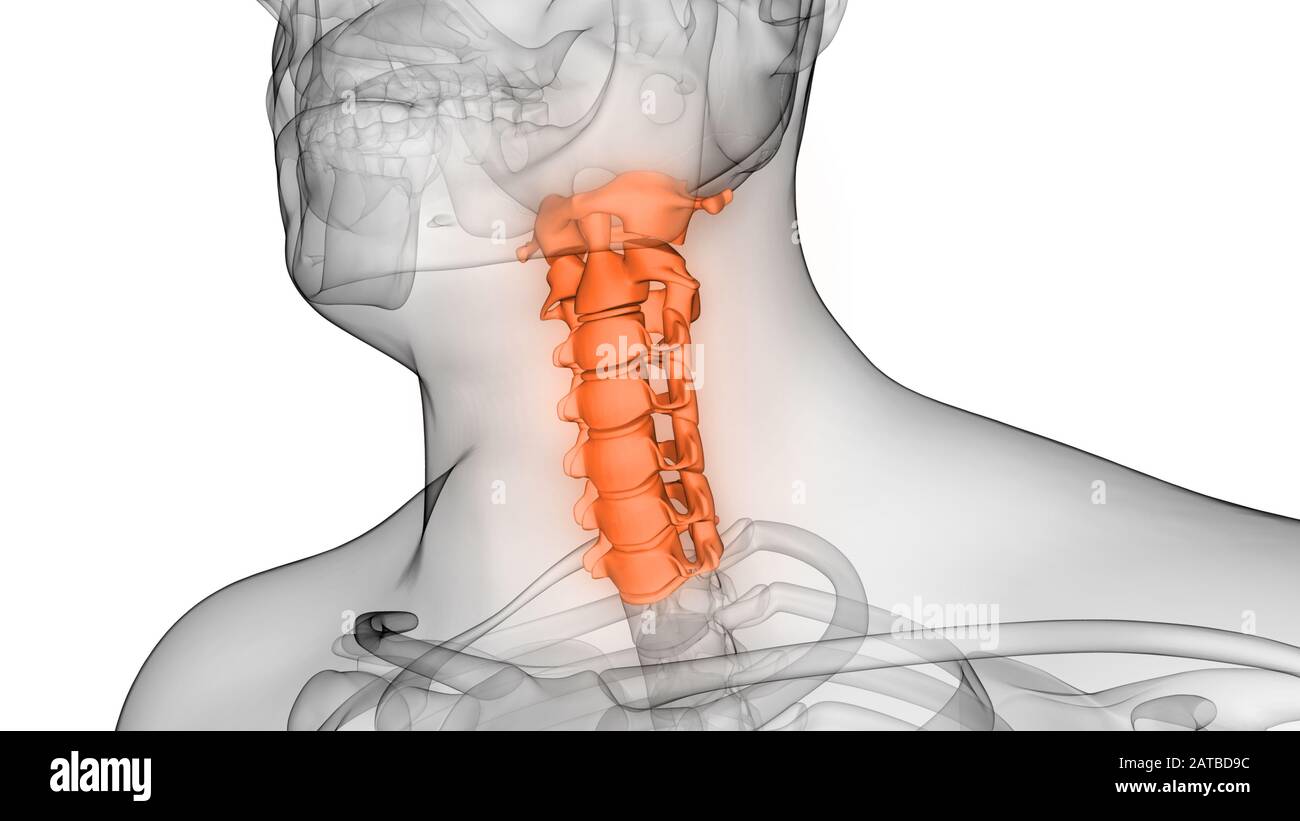 Die Wirbelsäule von menschlichen Skelett System Anatomie Stockfoto