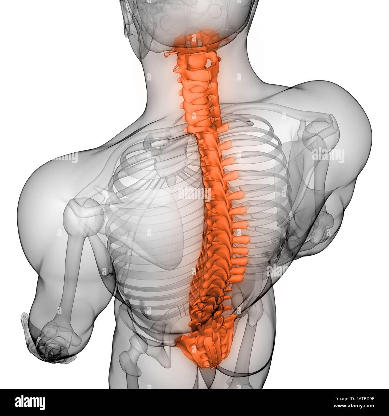Die Wirbelsäule von menschlichen Skelett System Anatomie ...