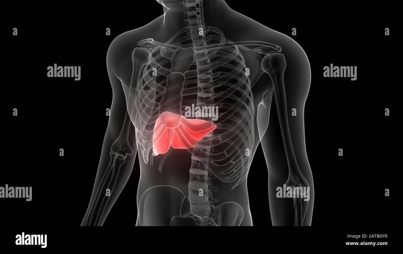 Leber ein Teil des menschlichen Verdauungssystems Anatomie 3D-Rendering Stockfoto