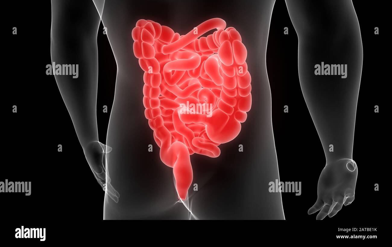 Körperanatomie des menschlichen Verdauungssystems 3d-Rendering Stockfoto