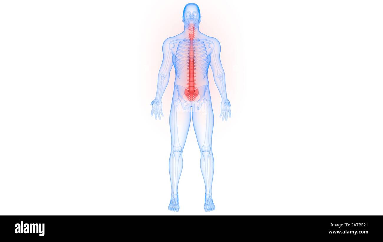 Wirbelsäule der menschlichen Skeleton-Anatomie 3D-Rendering Stockfoto