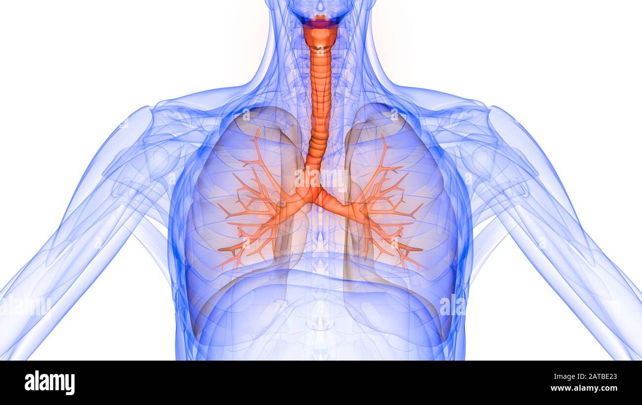 Die Lunge ist ein Teil der Anatomie des menschlichen Atmungssystems. 3D Stockfoto