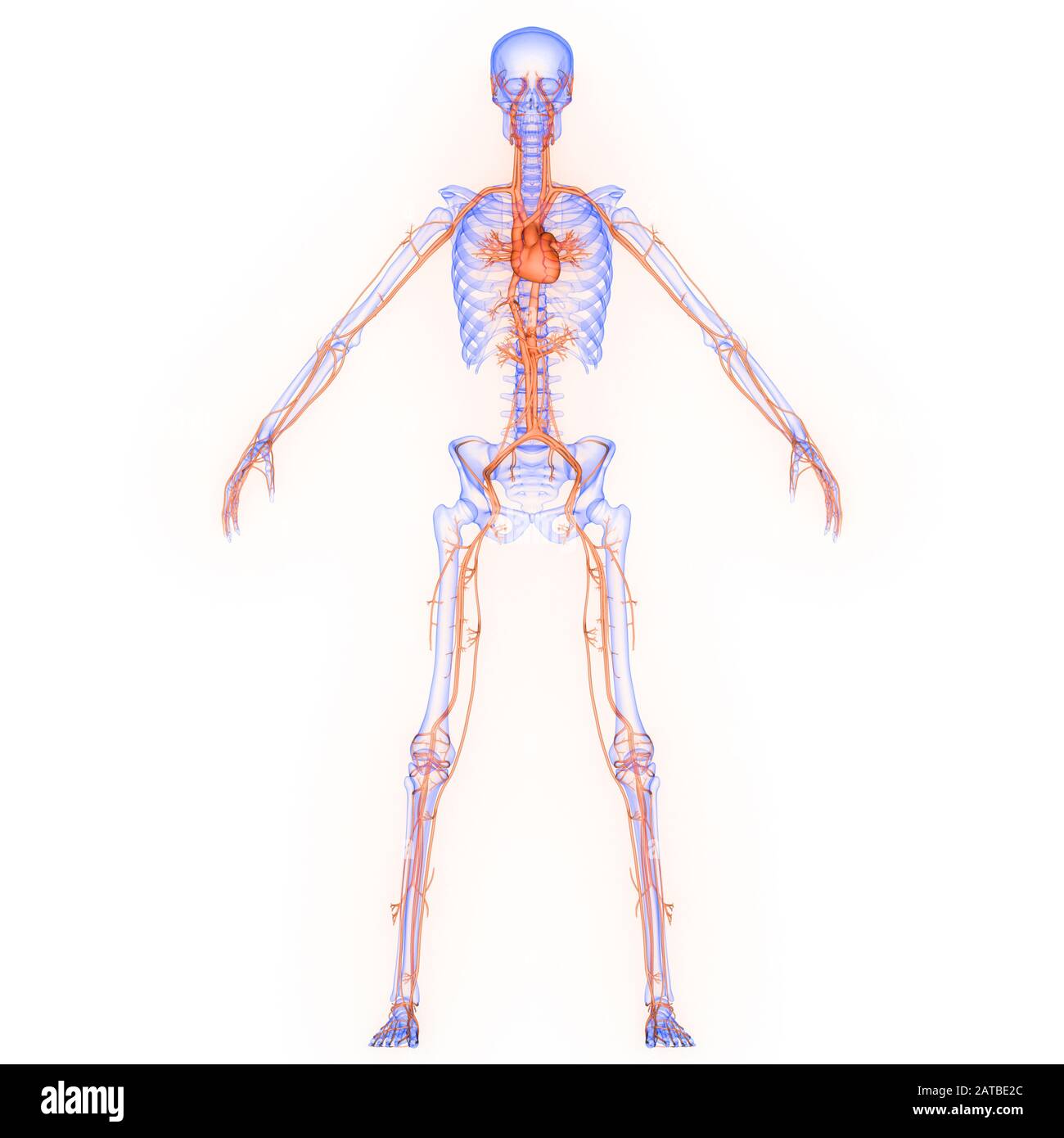 Herz ein Teil der Anatomie des menschlichen Kreislaufsystems Stockfoto