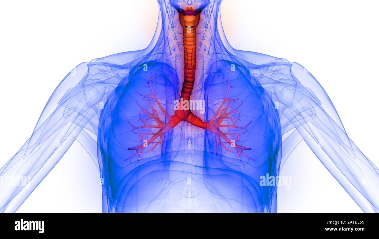 Lunge ein Teil des Human Respiratory System Anatomy 3D-Renderings Stockfoto