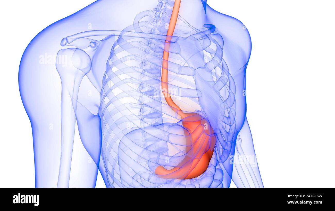 Magen ein Teil des menschlichen Verdauungssystems Anatomie 3d Rendering Stockfoto