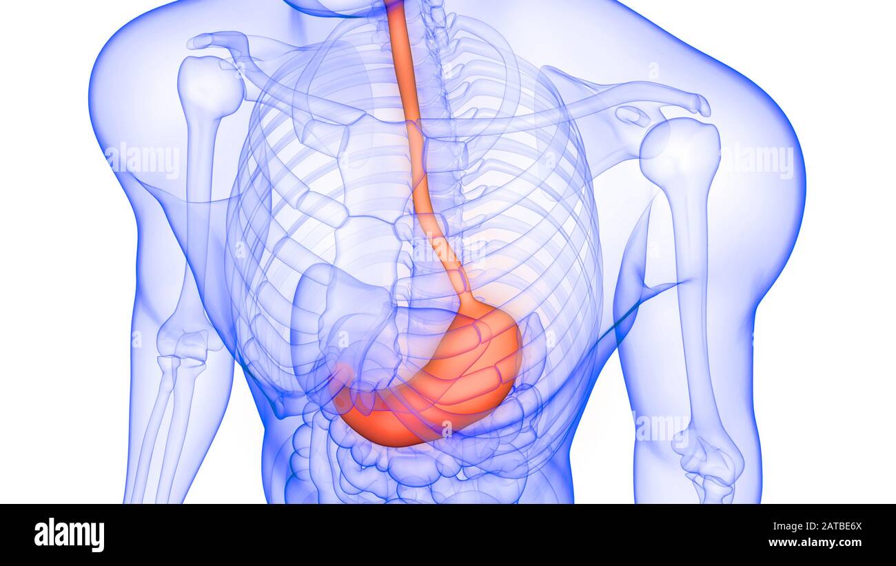 Magen ein Teil des menschlichen Verdauungssystems Anatomie 3d Rendering Stockfoto