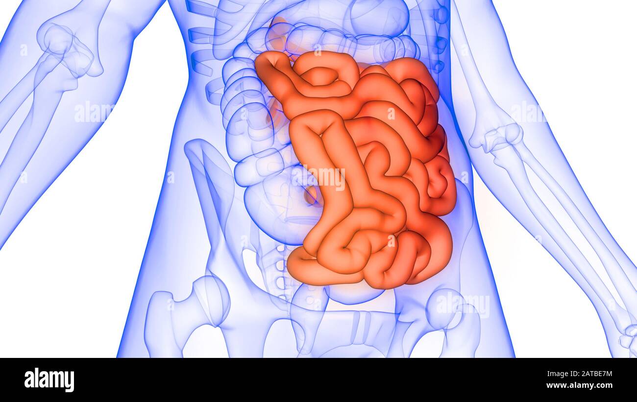 Dünndarm ein Teil des menschlichen Verdauungssystems Anatomie 3d Rendering Stockfoto