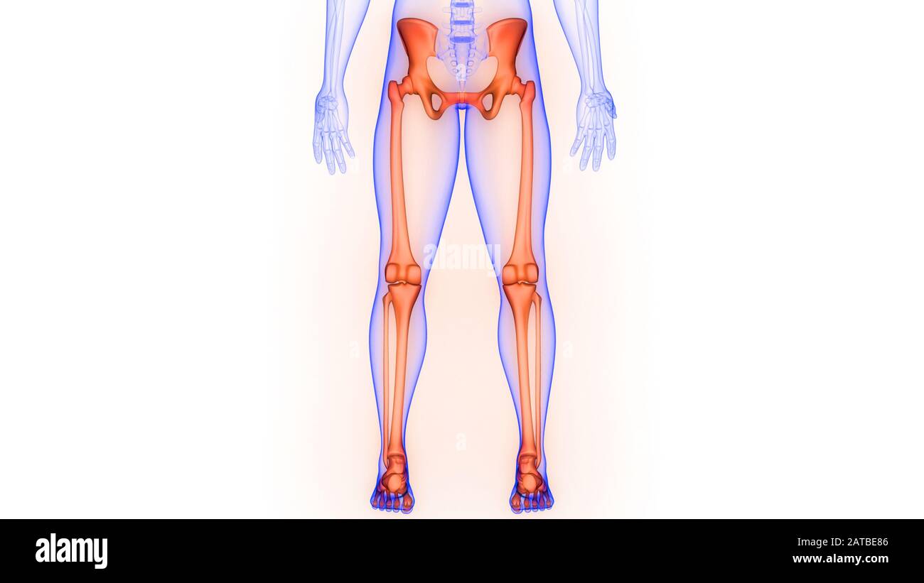 Untere Gliedmaßen der menschlichen Skeleton-Systemanatomie Stockfoto