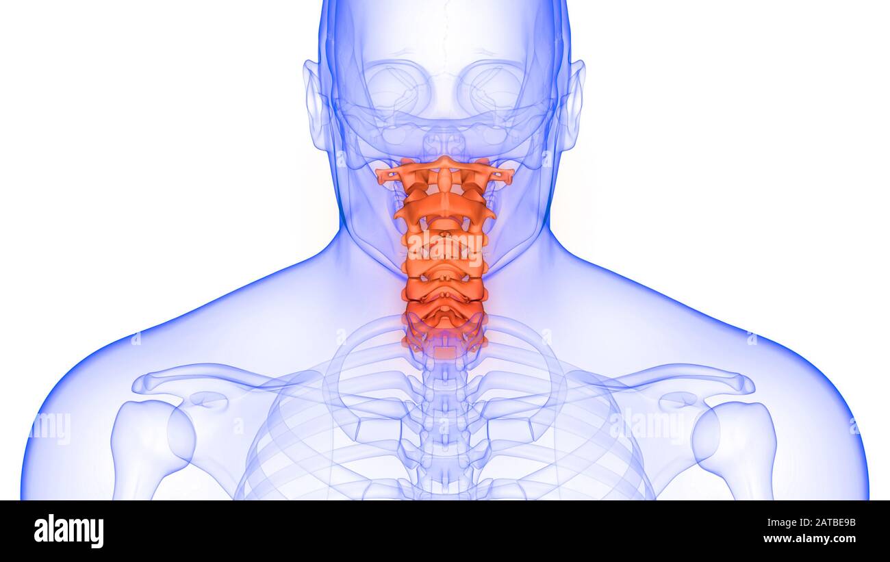 Wirbelsäule der menschlichen Skeleton-Anatomie 3D-Rendering Stockfoto